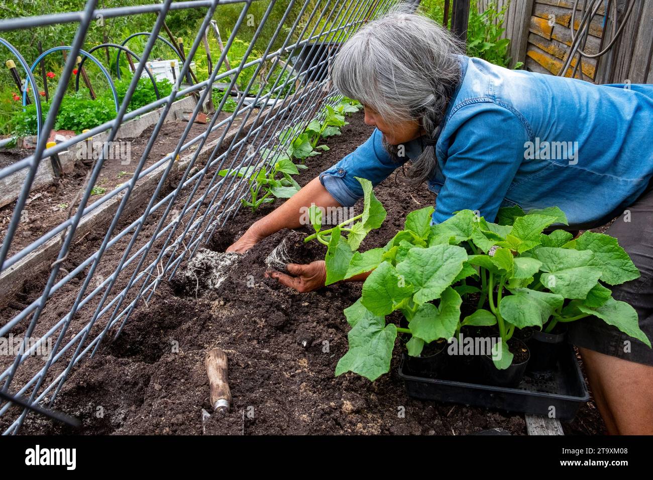 Planting cucumber seedlings against a slanted grid to climb on the grid Stock Photo