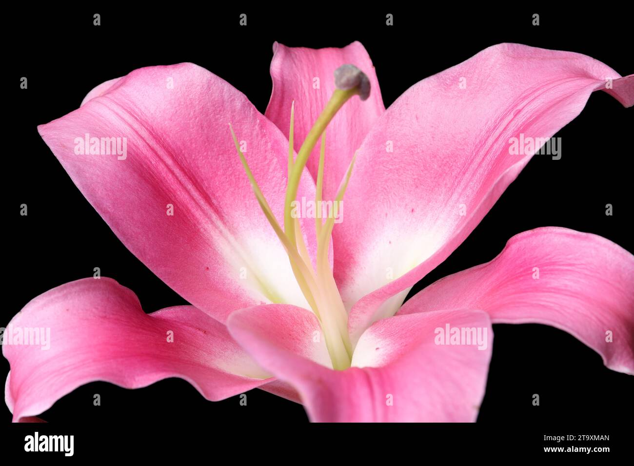 Beautiful pink lily flower on black background, closeup Stock Photo - Alamy