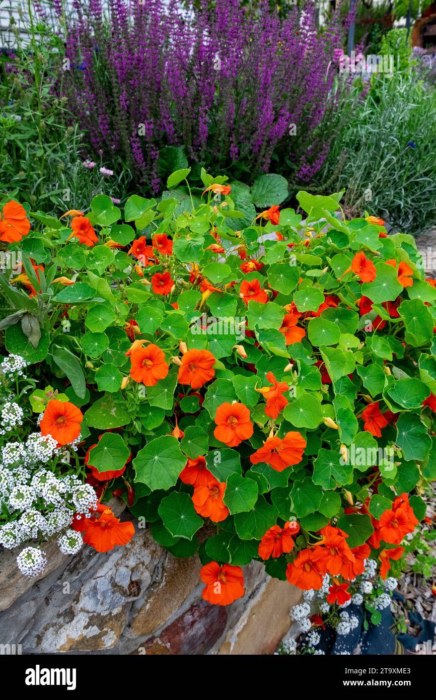 A pretty herbaceous garden border bed with nasturtiums, woodland sage and other border plants Stock Photo