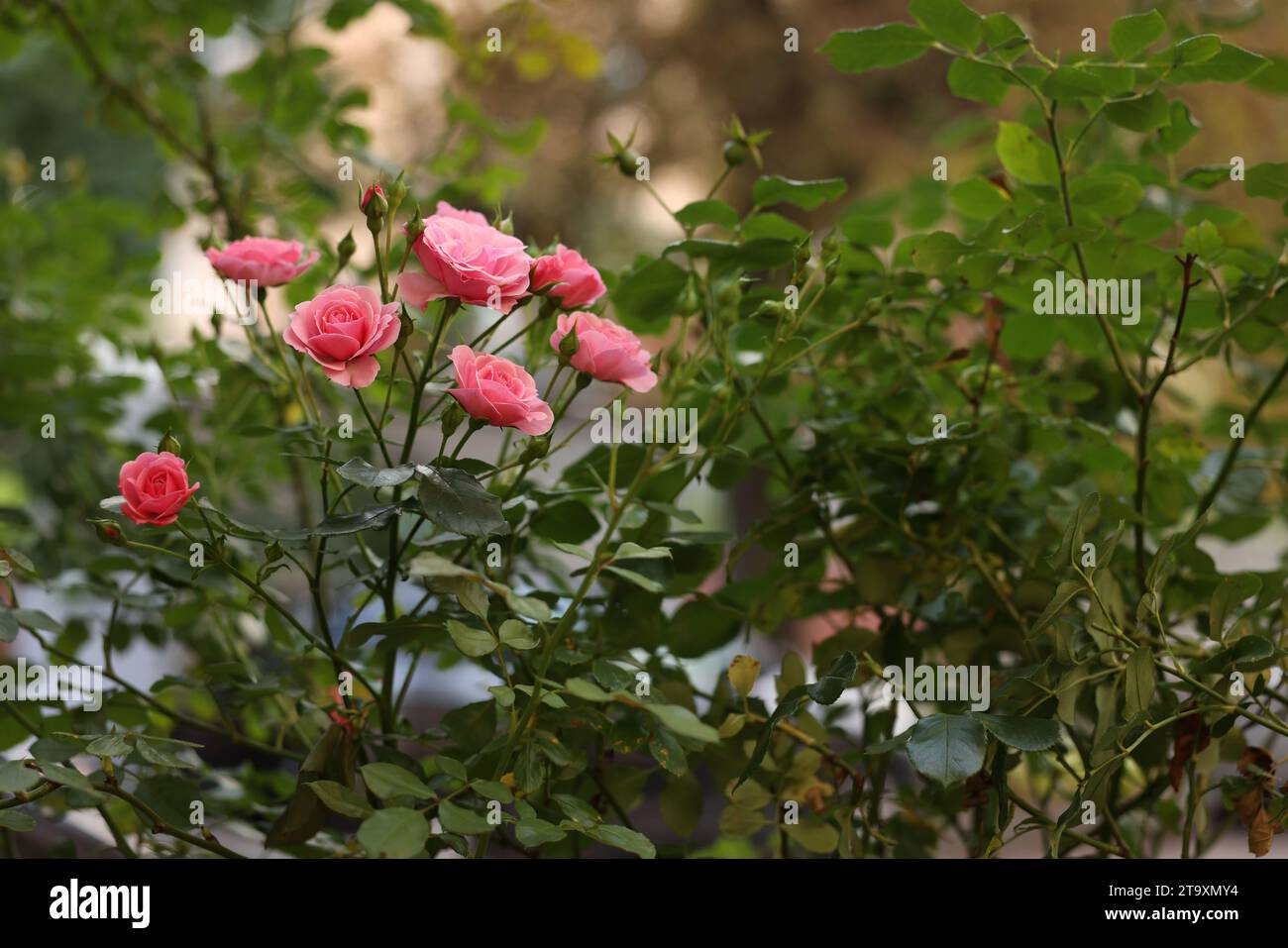 Bush with beautiful pink roses growing in garden Stock Photo - Alamy