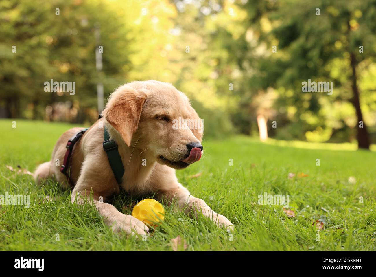 Cute Labrador Retriever puppy playing with ball on green grass in park ...