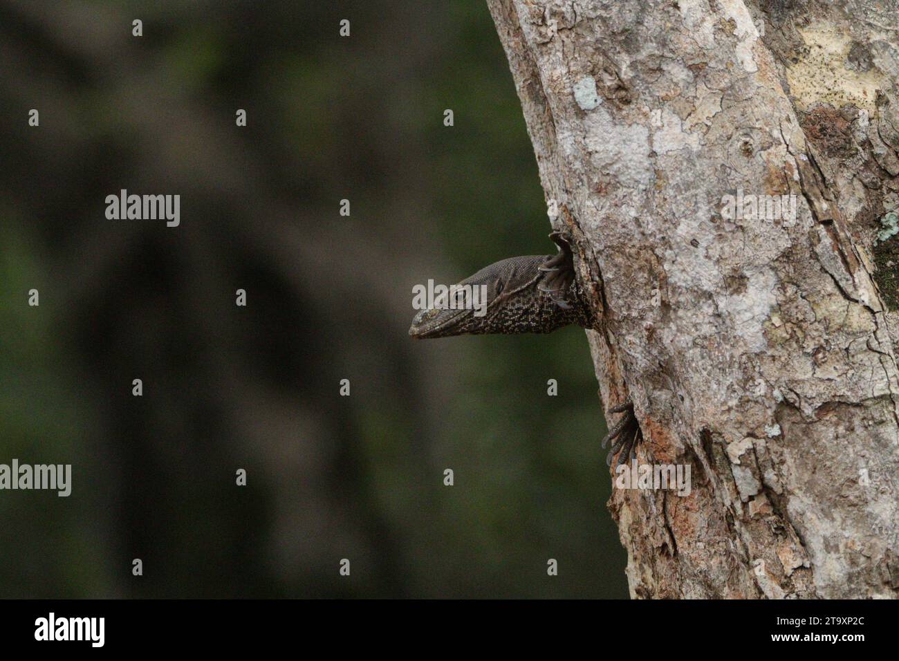 Land Monitor in Wilpattu National Park, Sri Lanka Stock Photo Alamy