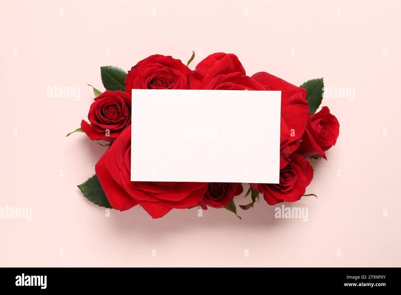 Blank card and beautiful red roses on pale pink background, top view ...