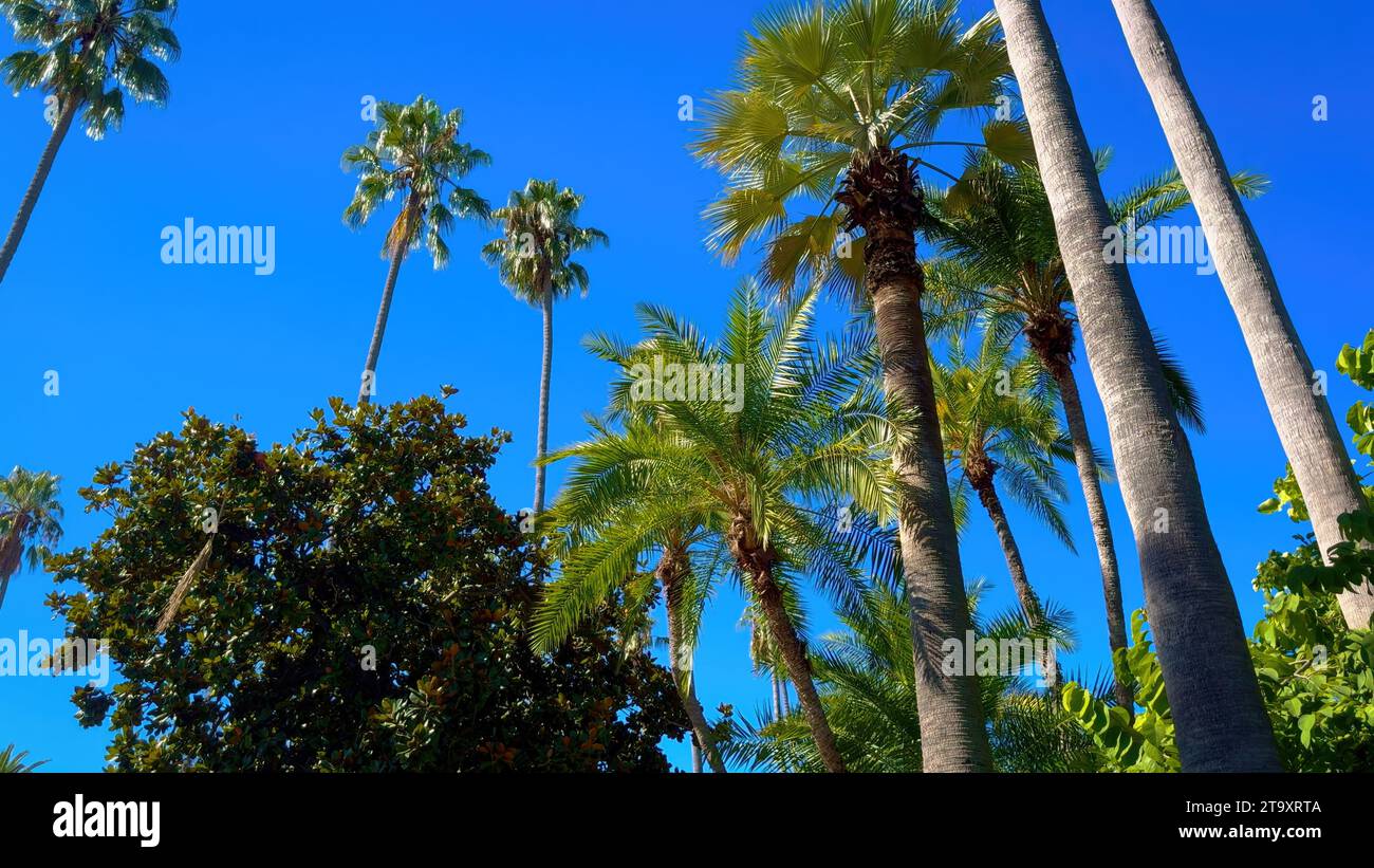 Wonderful Palm Trees in Beverly Hills Stock Photo