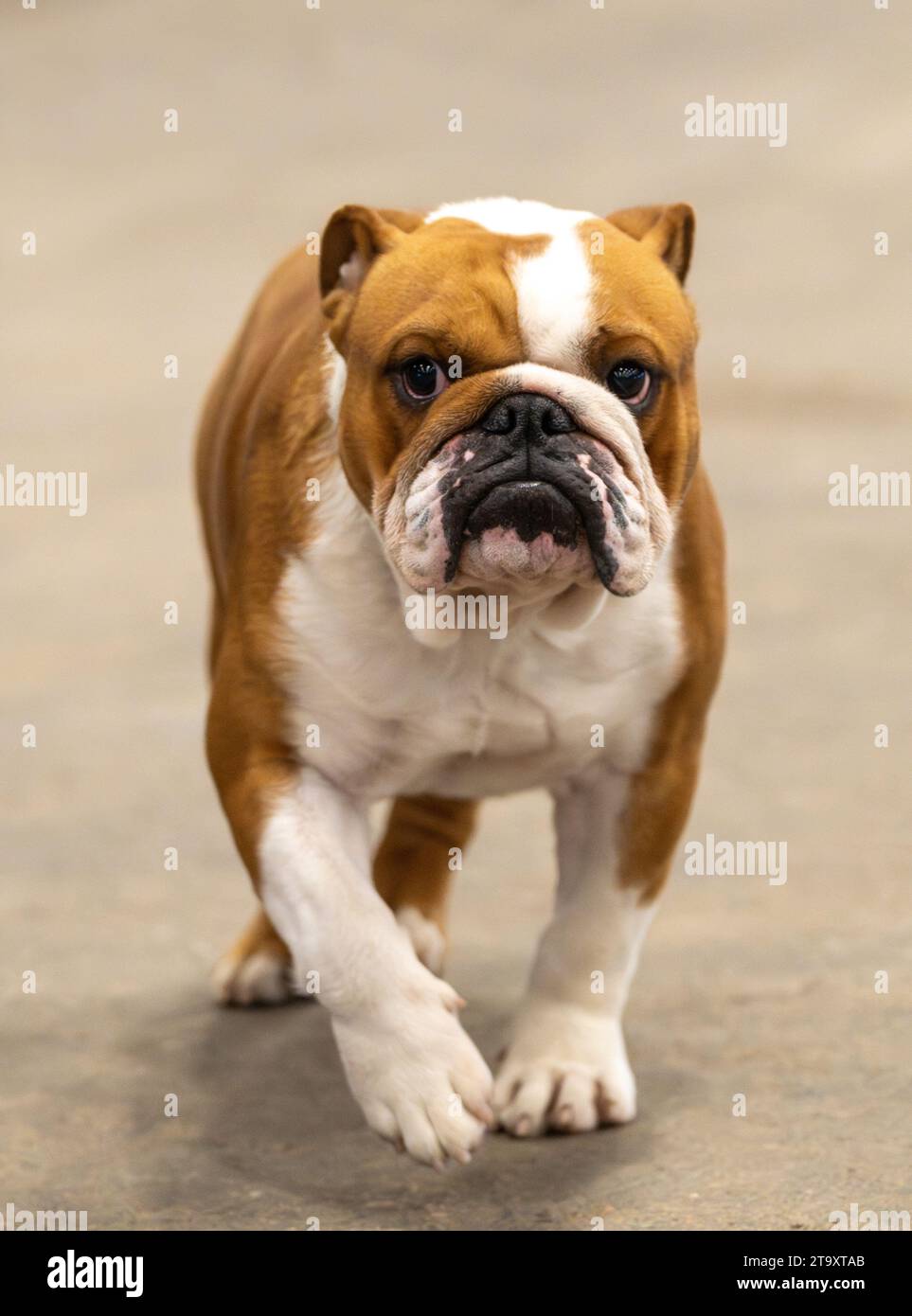 Red and white bulldog walking and looking grumpy Stock Photo