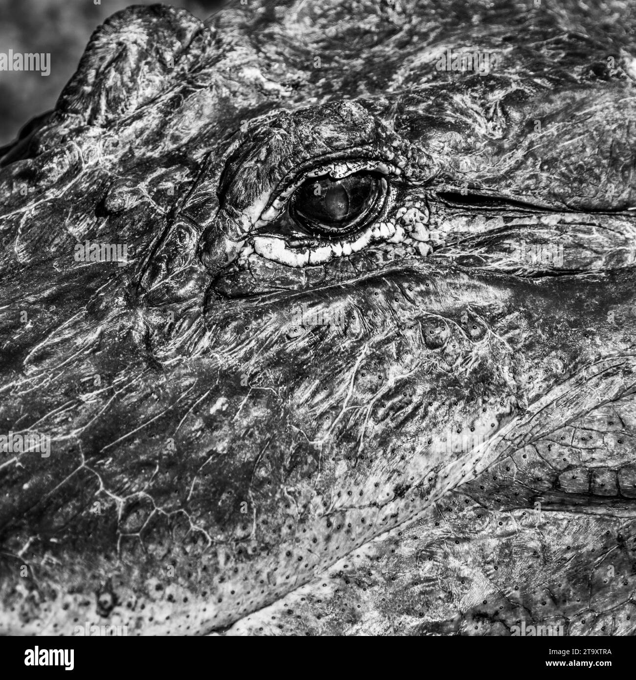 Texture of Aligator Skin and Eye in Contrast Black and White Stock Photo