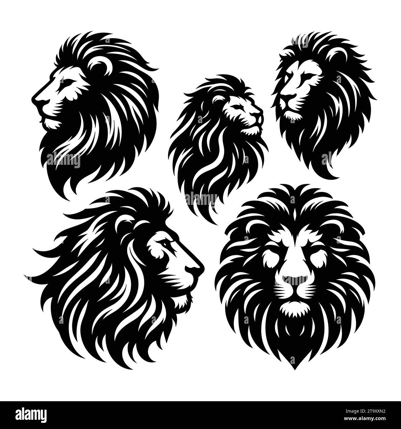 Rabbit raccoon Black and White Stock Photos & Images - Alamy