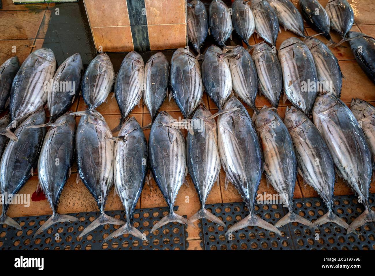 Freshly caught tuna fish for sale at the Negombo Fish Market on the