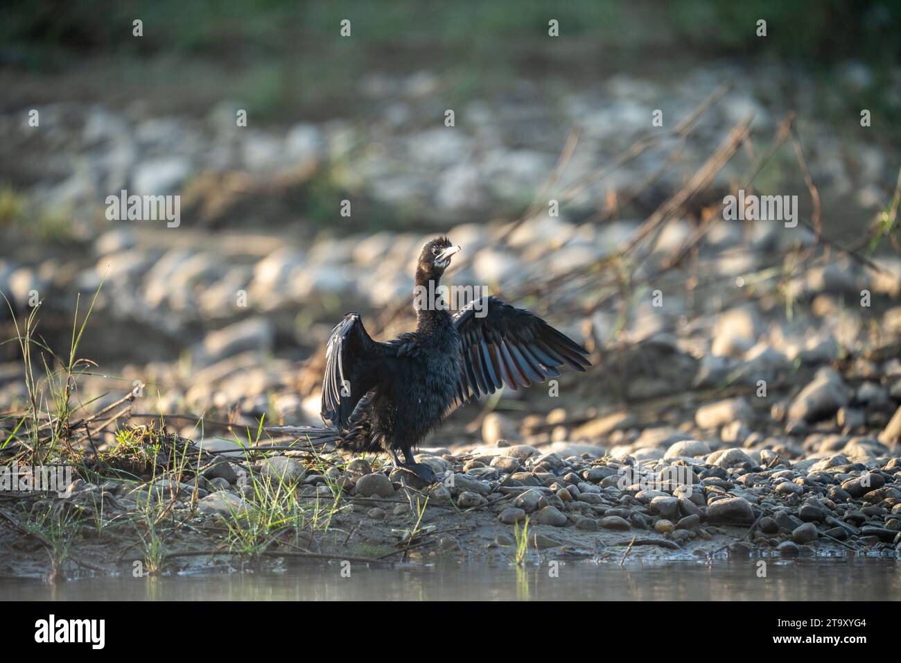 Black bird drying standing hi-res stock photography and images - Alamy