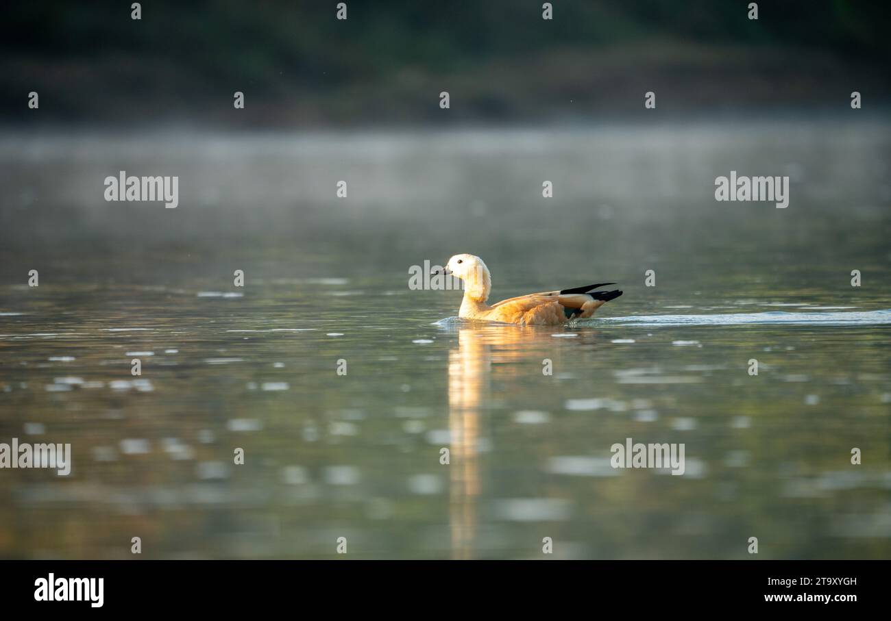 A ruddy shelduck swimming in the river in the early morning light and mist. Stock Photo