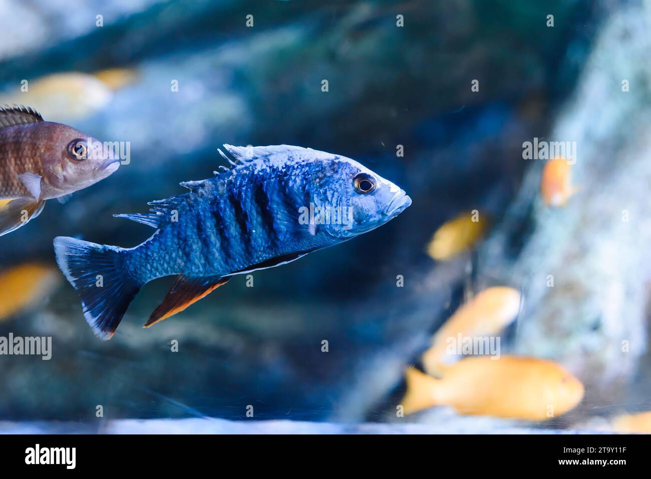 The electric blue hap (Sciaenochromis ahli) in aquarium in Thailand Stock Photo