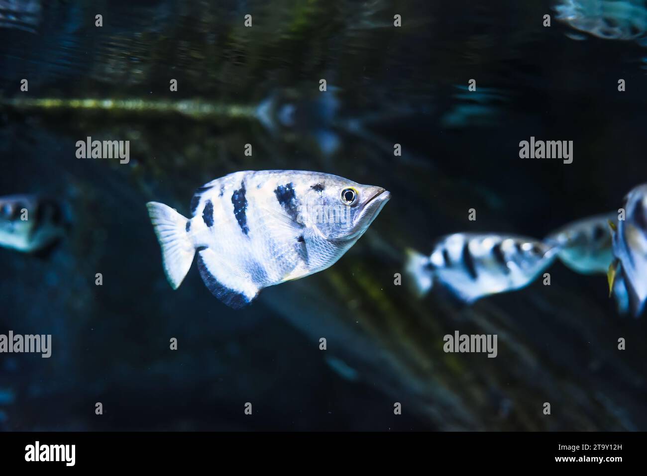 Toxotes chatareus, known by the names common archerfish, seven-spot archerfish or largescale archerfish Stock Photo