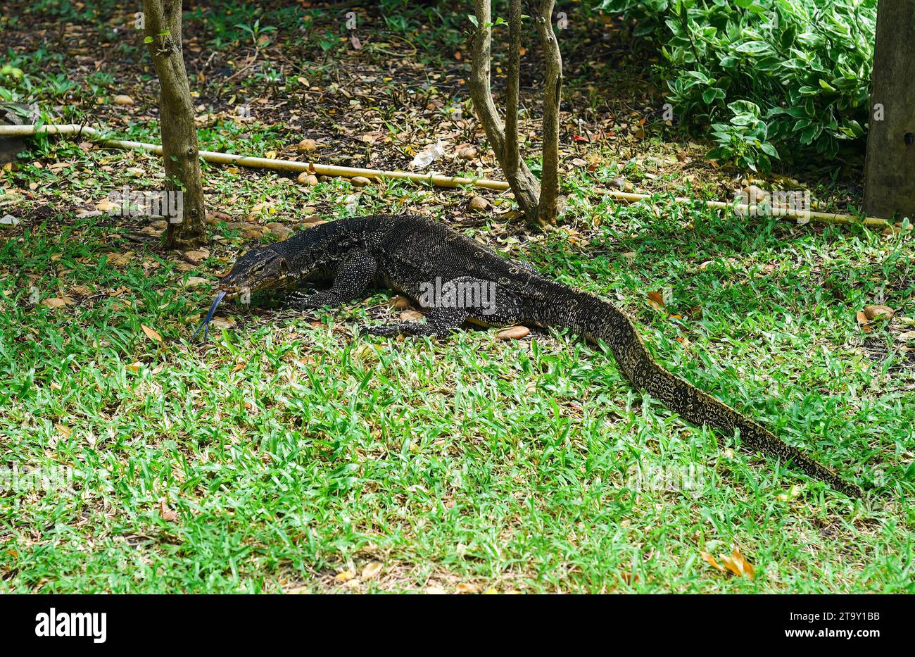 Monitor lizard or Varanus walking in Thailand park Stock Photo