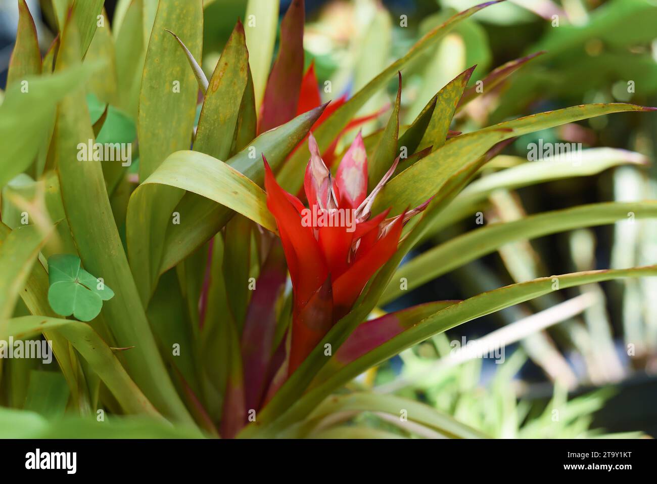 Guzmania lingulata, the droophead tufted airplant or scarlet star Stock Photo