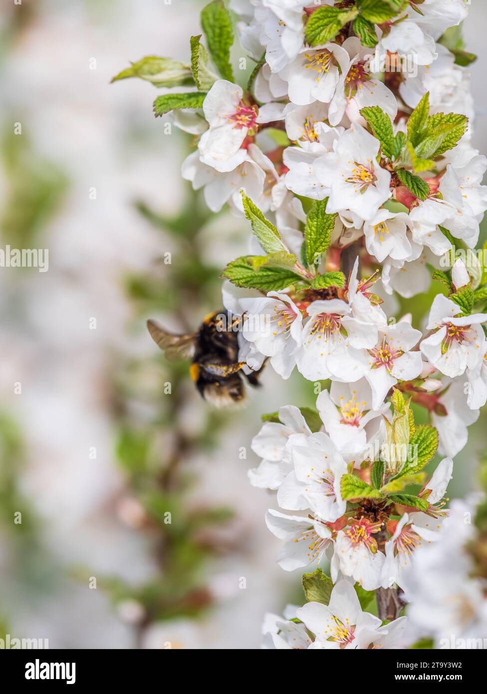 Bumblebee insect on white blooming cherry blossom. Bumblebee insect ...