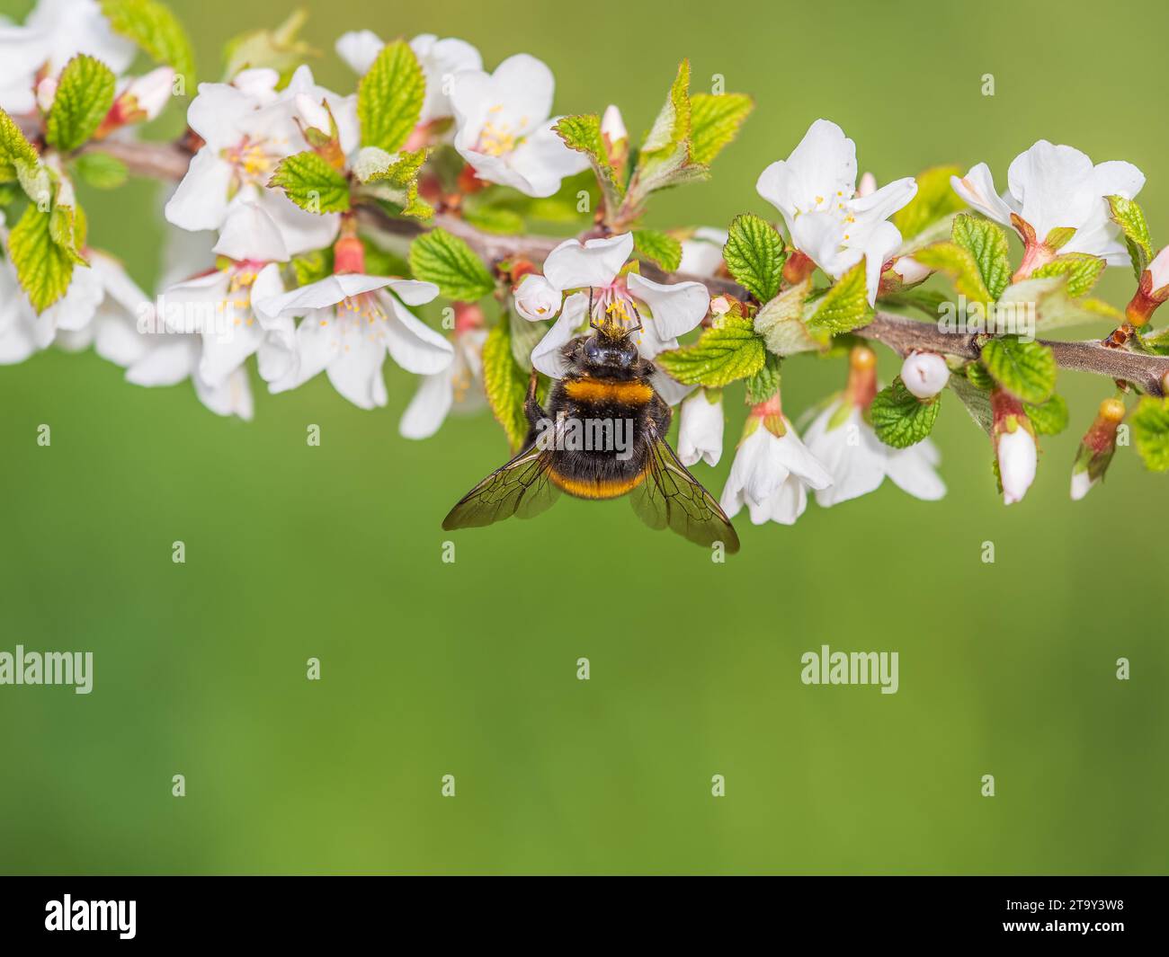 Bumblebee insect on white blooming cherry blossom. Bumblebee insect ...