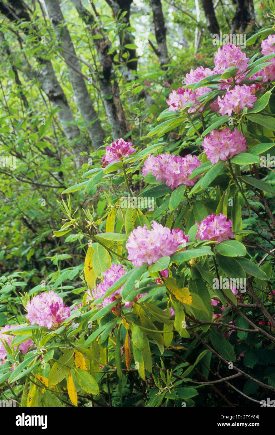 Pacific rhododendron (Rhododendron macrophyllum) along Sutton Creek ...