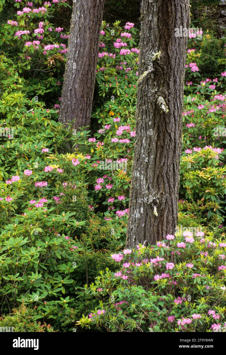 Oregon Native Rhododendron Coastal forest with Pacific rhododendron (Rhododendron macrophyllum ...