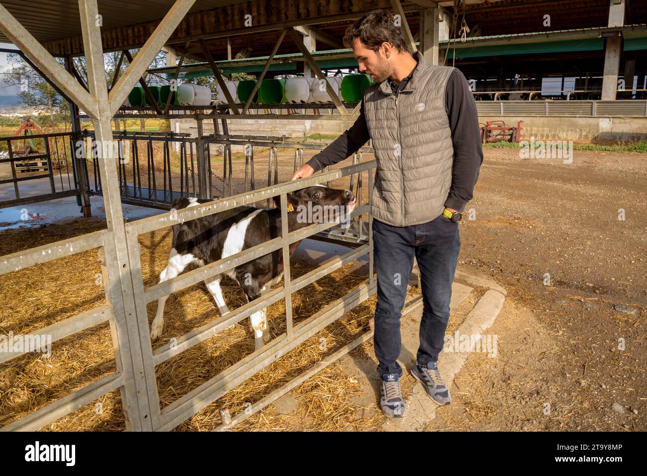 In the Comas farm, with a calf on this farm in Santa Eugènia de Berga (Osona, Barcelona, Catalonia, Spain) Stock Photo