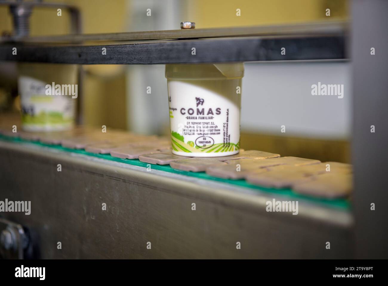 Packaging process of various yogurts in the Comas farm workroom, in Santa Eugènia de Berga (Osona, Barcelona, Catalonia, Spain) Stock Photo