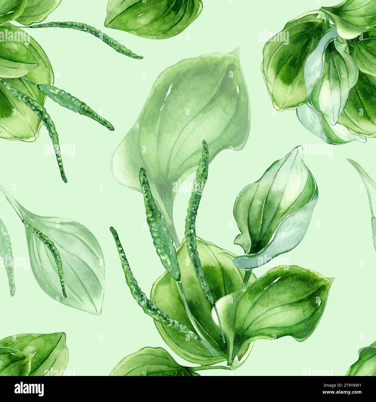 Plantago broadleaf medicinal plant watercolor seamless pattern isolated on pastel background. Plantain, green leaves, herb, psyllium hand drawn. Desig Stock Photo