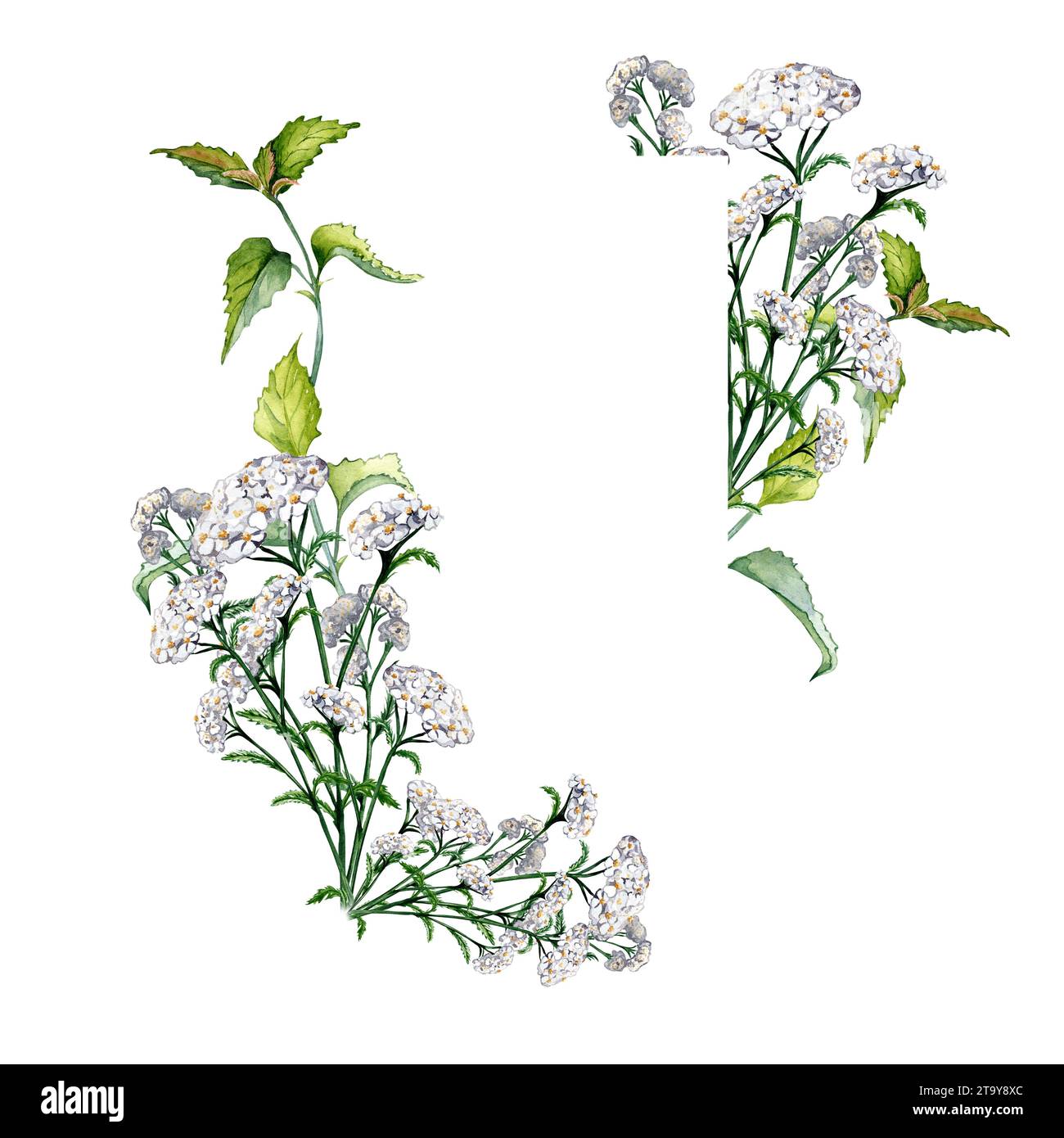 Frame with yarrow achillea, nettle, beggarticks watercolor illustration isolated on white. Medicinal flowers painted. Useful herbs, medicinal plants h Stock Photo