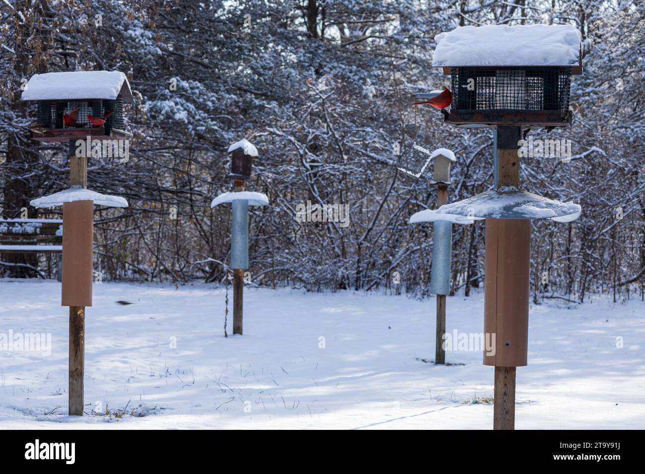 Bird feeders in the winter Stock Photo Alamy