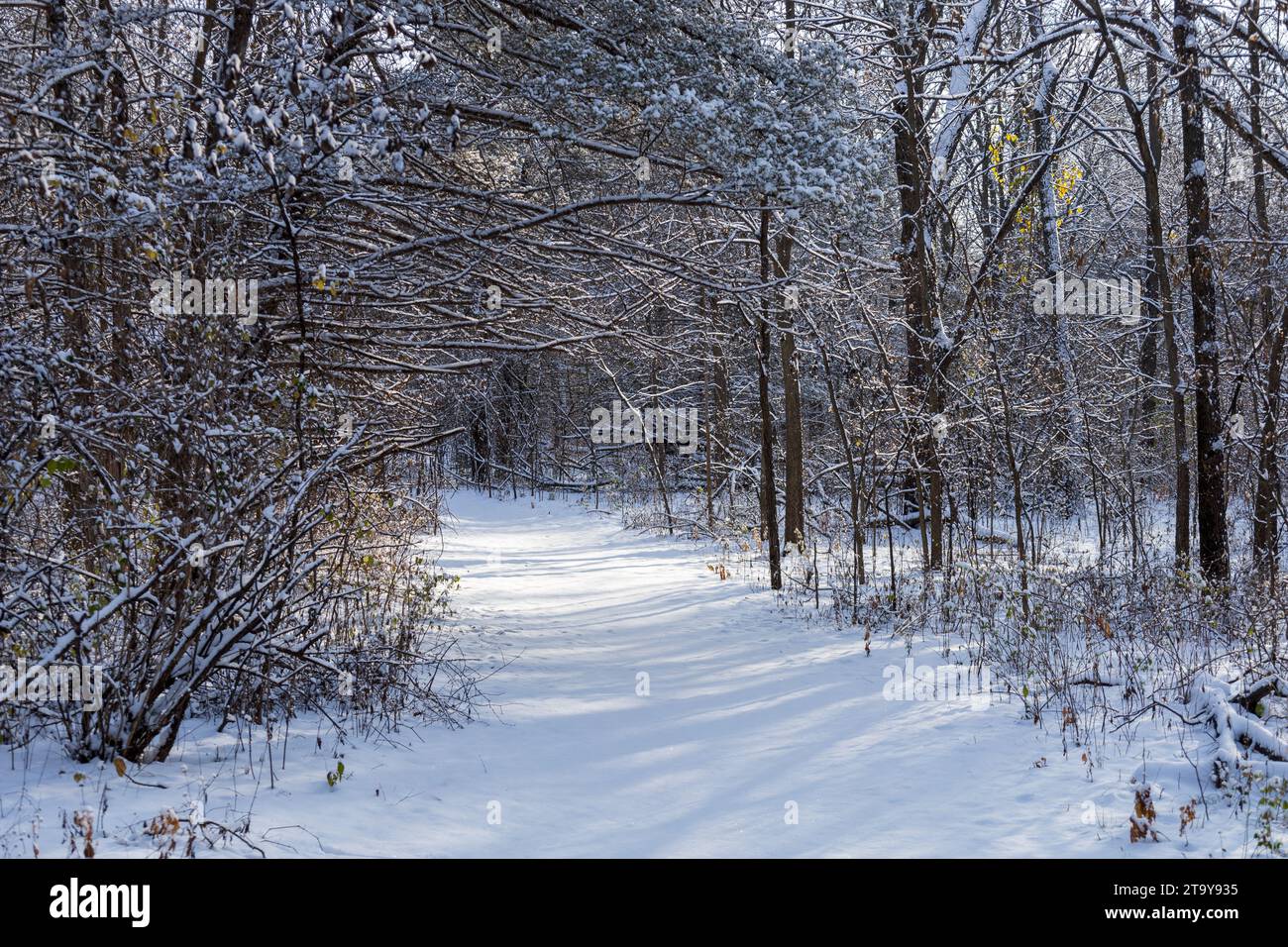 snow covered forest path in the morning Stock Photo