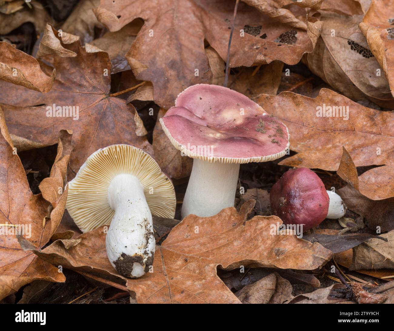 Red Russula Mushrooms. Upper Stevens Creek County Park, Santa Clara County, California, USA. Stock Photo