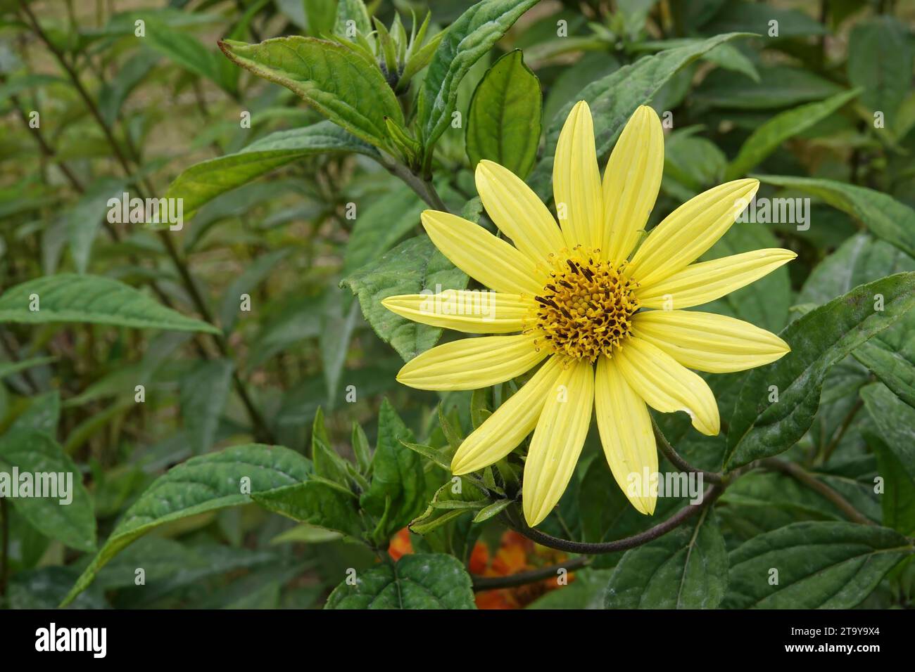Natural closeup on a decentralized , bright yellow flowering swamp sunflower, Helianthus angustifolius flower in the garden Stock Photo