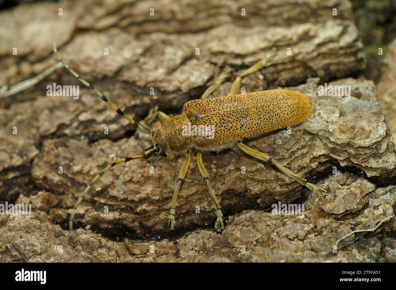 Detailed closeup shot of a large, lightbrown Poplar Longhorned Beetle, Saperda Carcharias sitting on wood Stock Photo