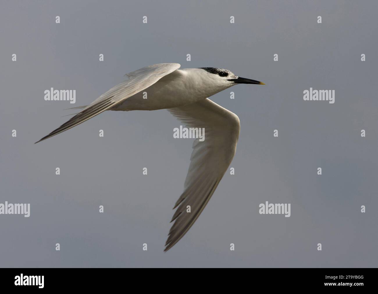 Sandwich Tern Thalasseus Sandvicensis Along The North Sea Coast sandwich-tern-thalasseus-sandvicensis-along-the-north-sea-coast