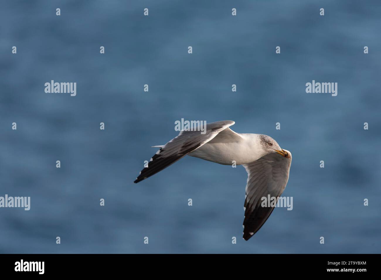 Atlantic Yellow-legged Gull (Larus michahellis atlantis) on the Azores in the Atlantic ocean. Stock Photo