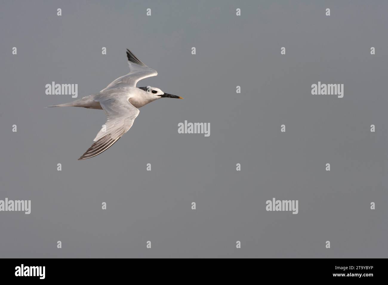 Sandwich Tern Thalasseus Sandvicensis Along The North Sea Coast sandwich-tern-thalasseus-sandvicensis-along-the-north-sea-coast