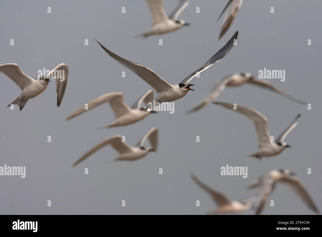 Sandwich Tern Thalasseus Sandvicensis Along The North Sea Coast sandwich-tern-thalasseus-sandvicensis-along-the-north-sea-coast