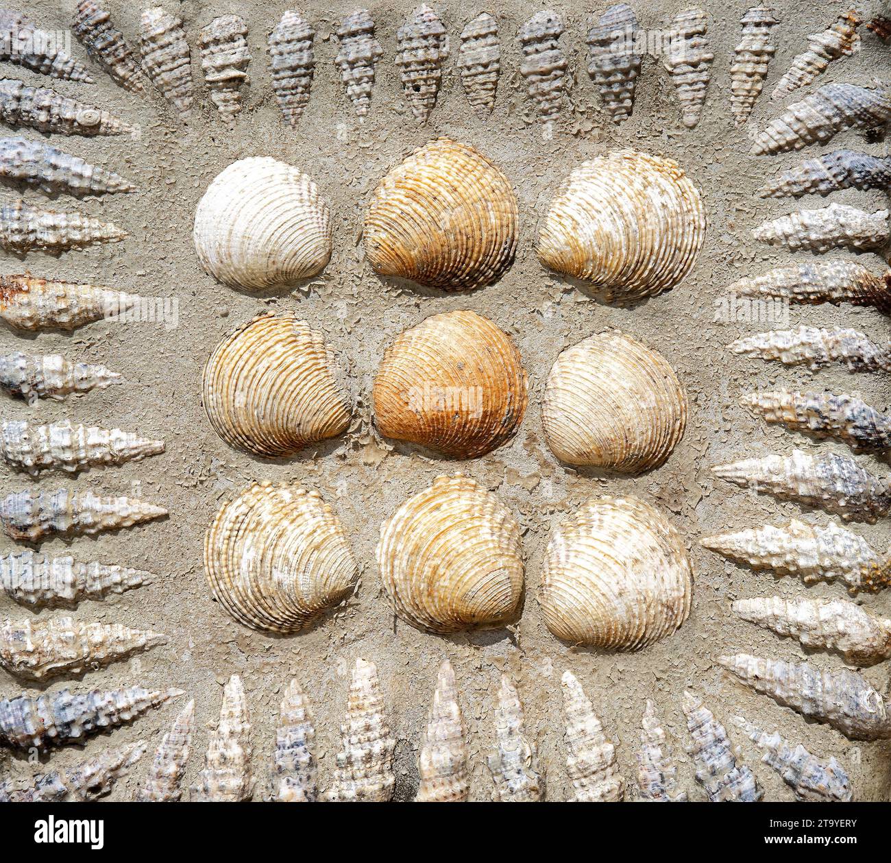 Shell clamps hi-res stock photography and images - Alamy