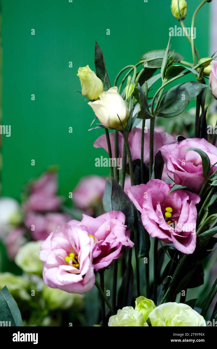 Indian tulip flower hi-res stock photography and images - Alamy