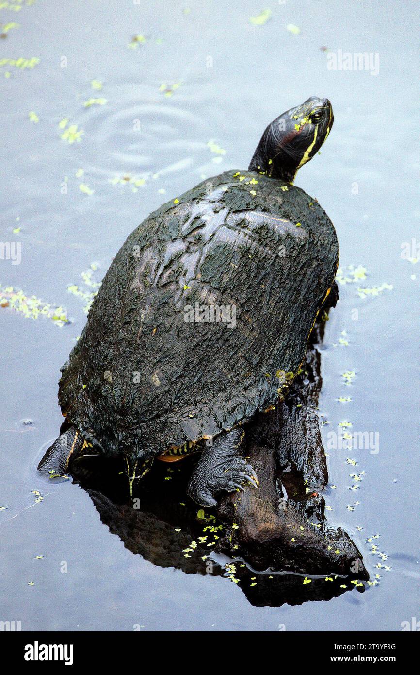 A turtle perched on a log in the body of water. Stock Photo