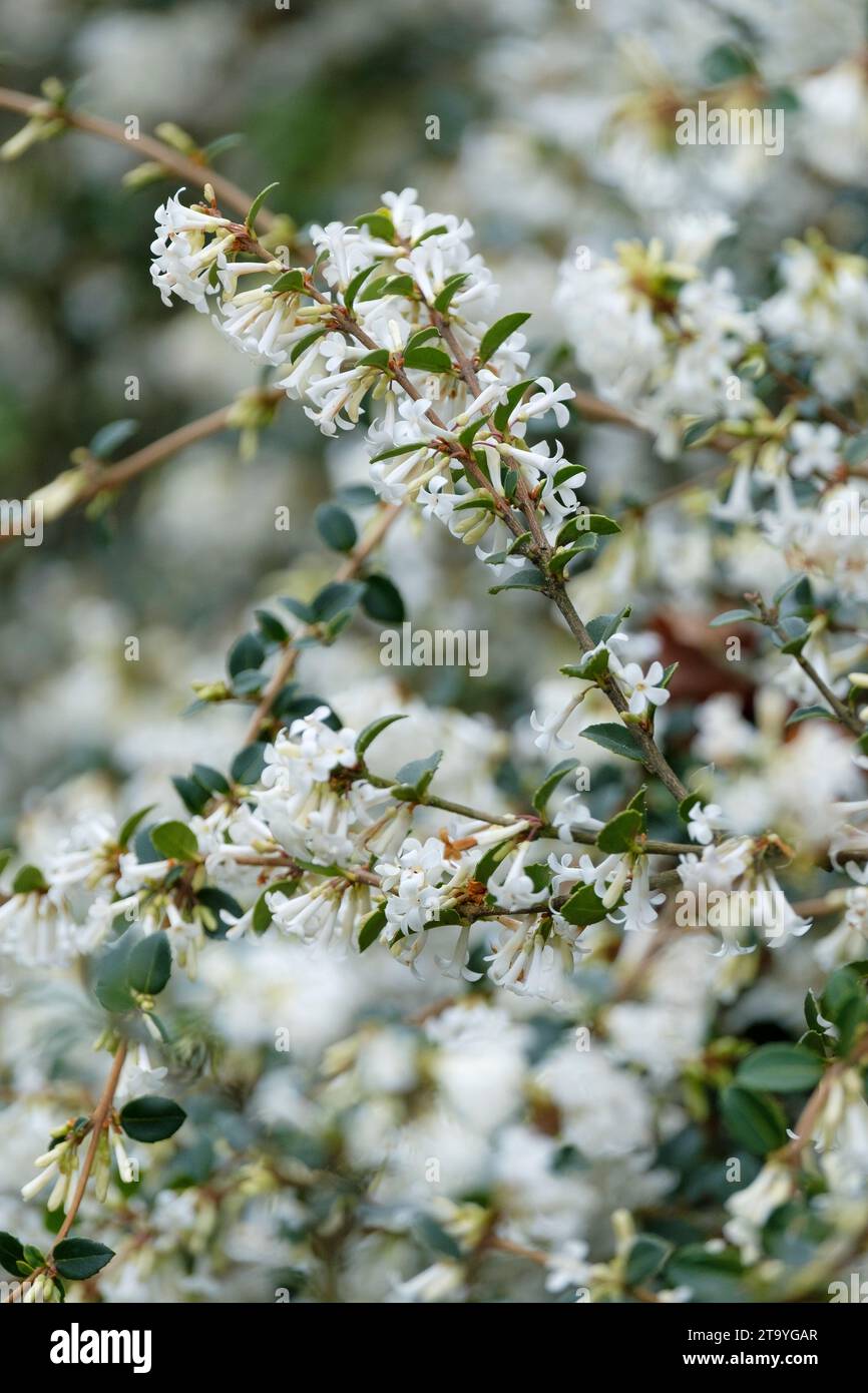 Osmanthus delavayi, Delavay osmanthus, small clusters of white flowers Stock Photo