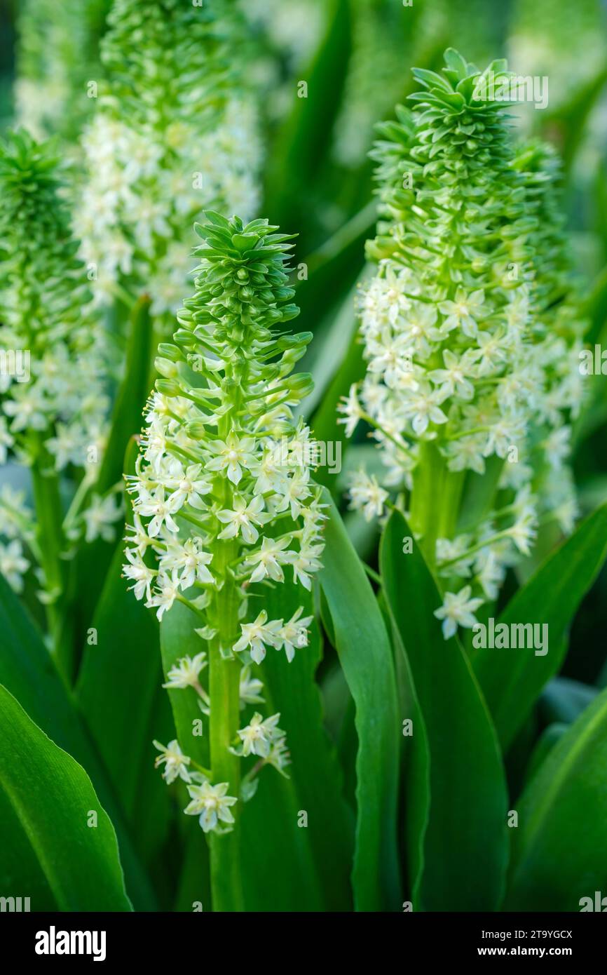 Eucomis pallidiflora  pole-evansii, Pole-Evans pineapple lily, long strap-shaped green leaves, columns of small creamy-white flowers, late summer Stock Photo