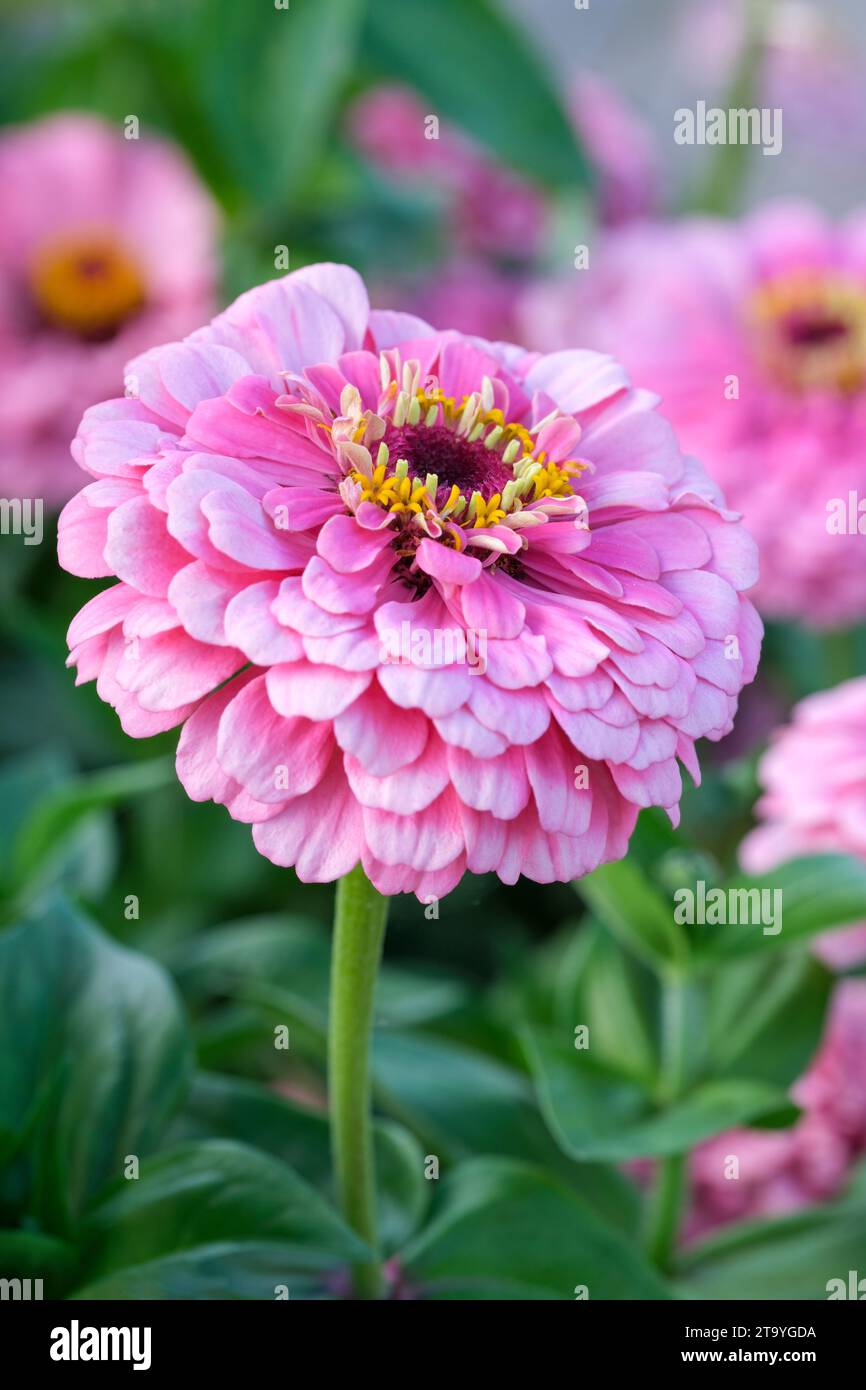Zinnia Super Yoga Rose, Zinnia elegans, super yoga series, double pink flowers Stock Photo