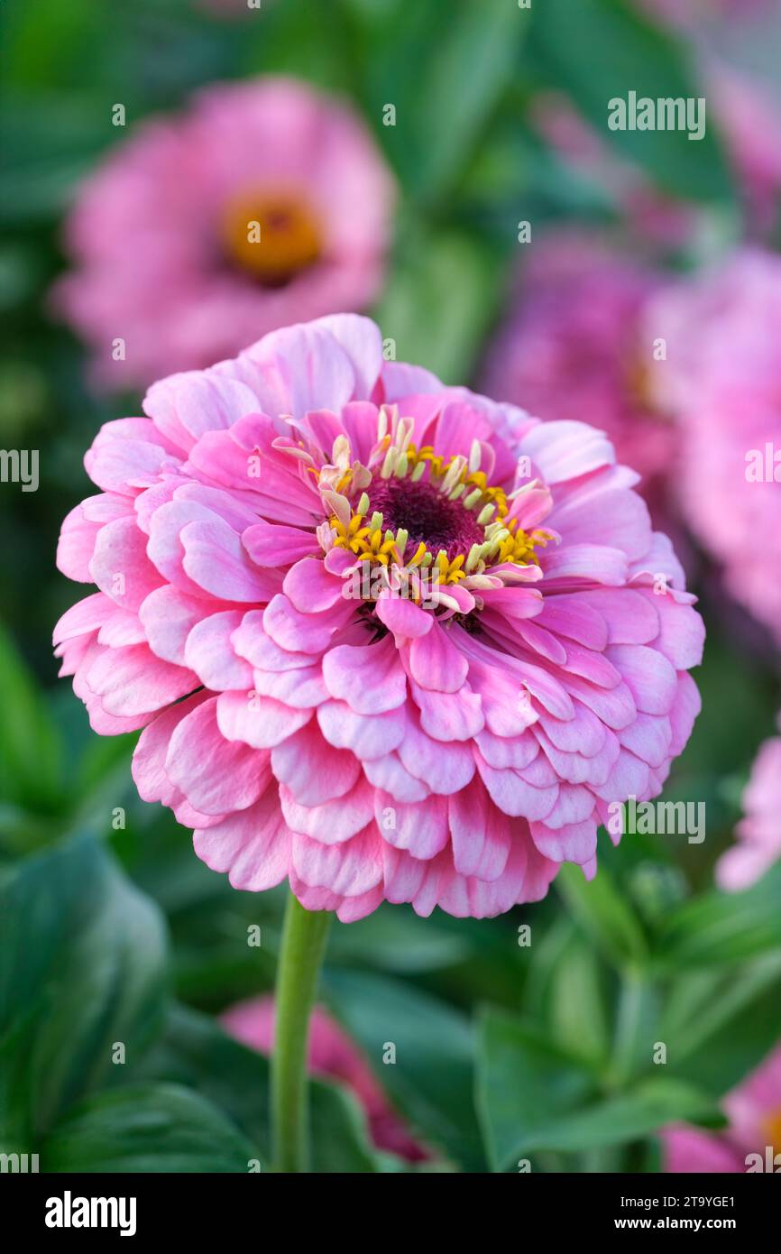Zinnia Super Yoga Rose, Zinnia elegans, super yoga series, double pink flowers Stock Photo