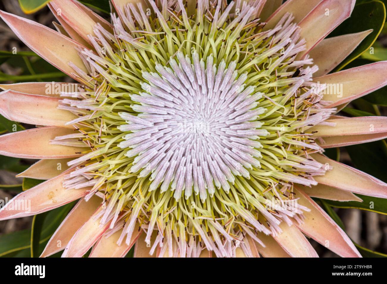 Closeup of a King Protea flower  (Protea cynaroides) flower showing petals, anthers and stamens Stock Photo