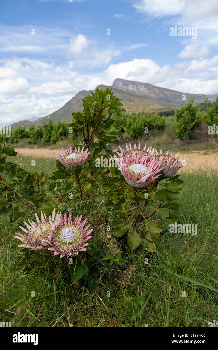 Scenic view of a King Protea flower  (Protea cynaroides) plant viewed against the backdrop of the Cape Mountians Stock Photo