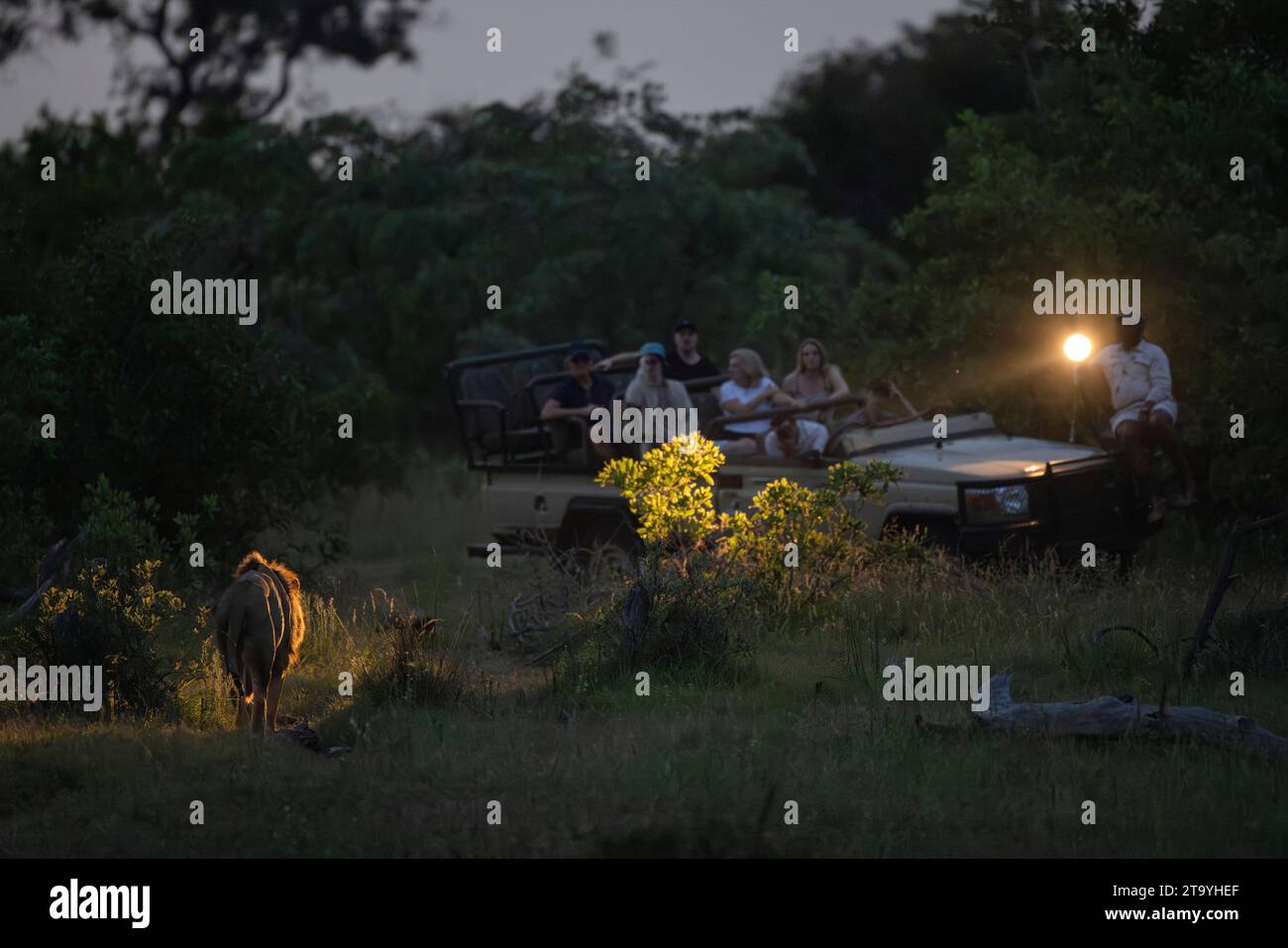 Tourists seated on a game viewing vehcle while on safari in a game reserve watch a   male lion (Panthera leo) walking towards them  side-lit by a spot Stock Photo