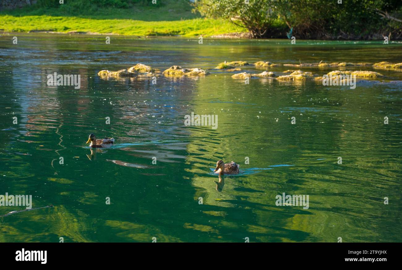 Ducks swimming on the River Una as it passes through Kulen Vakuf village in Una National Park. Una-Sana Canton, Federation of Bosnia and Herzegovina Stock Photo