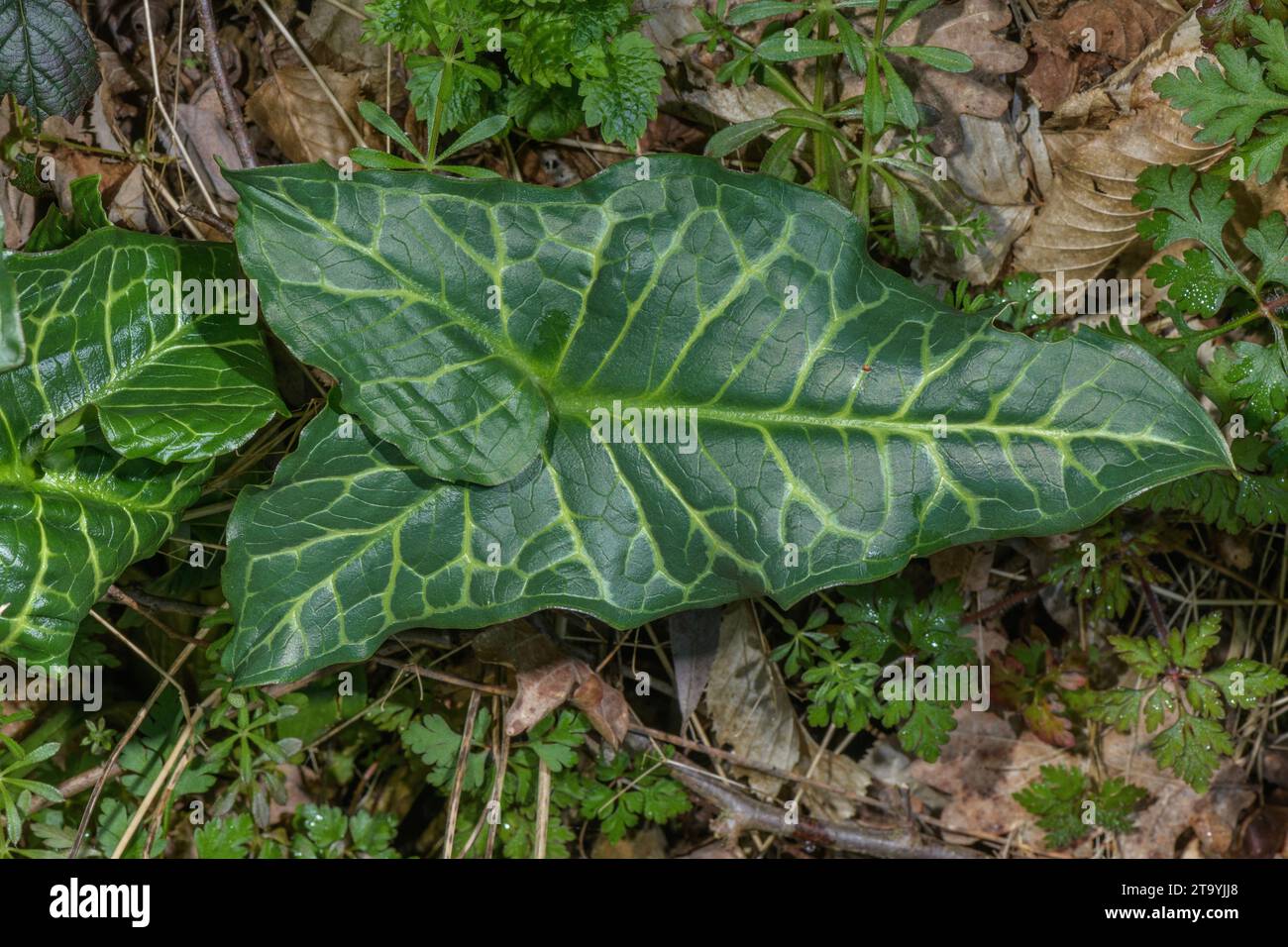 Variegated leaf of Large Lord's and Ladies, Arum italicum, in the wild. Stock Photo