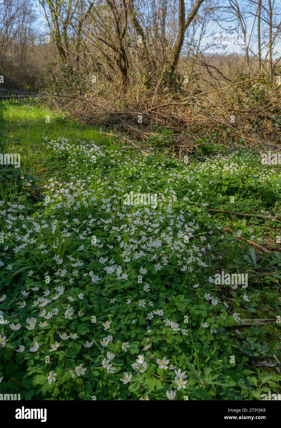 False Anemone, Isopyrum thalictroides in flower in woodland in early spring, Austria. Stock Photo