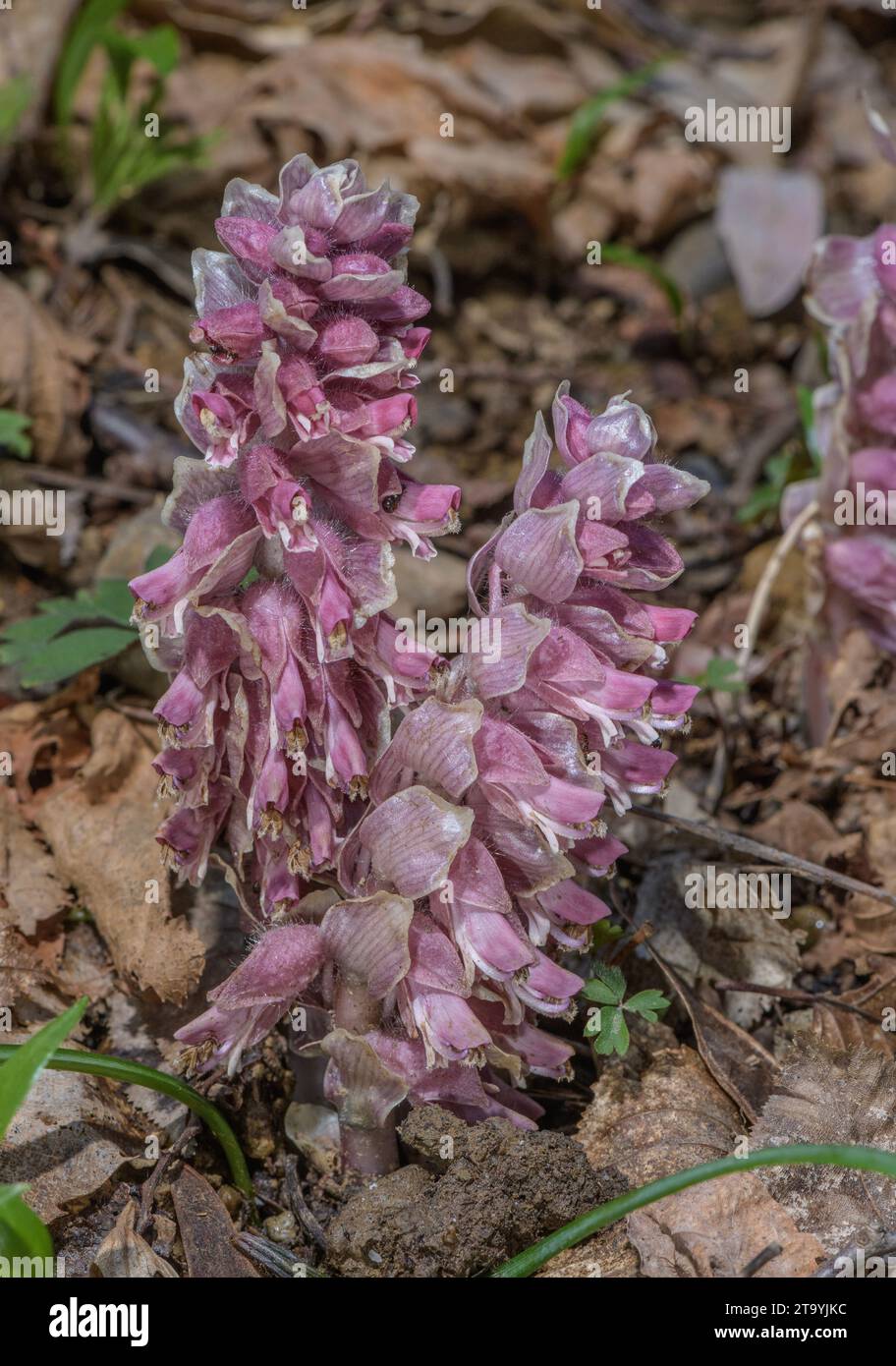 Toothwort, Lathraea squamaria, in flower under Hazel in woodland in spring. Parasitic. Stock Photo