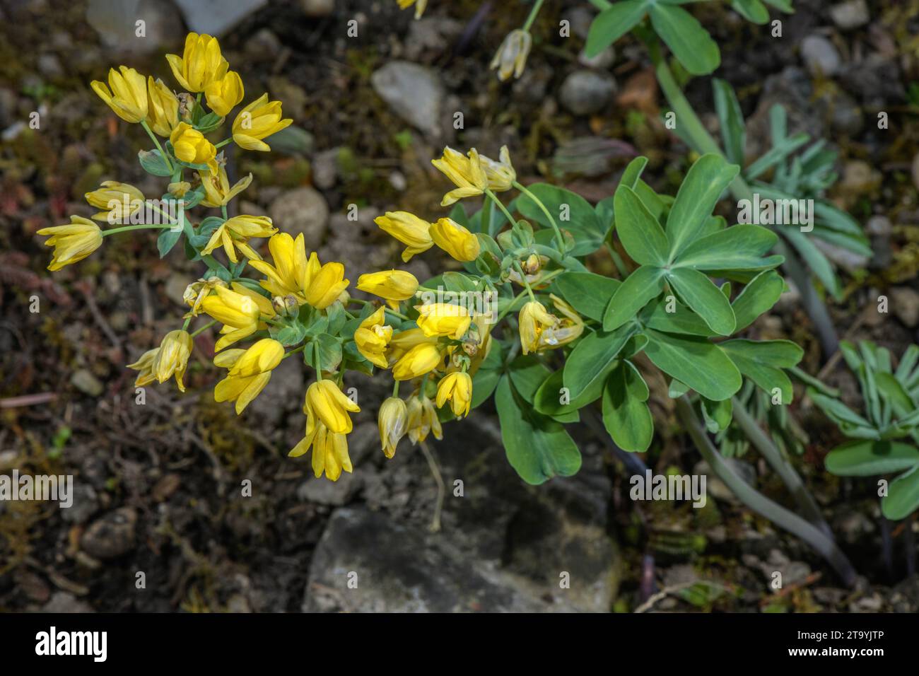 A herbaceous member of the Barberry family, Gymnospermium scipetarum in flower, Slovenia. Stock Photo